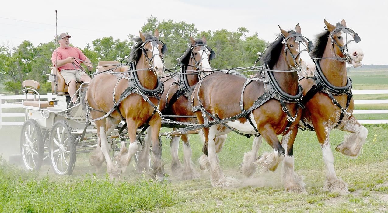 Ainsworth, Beddows, and Clydesdales: The ABC’s of Award-Winning Hitch Driving