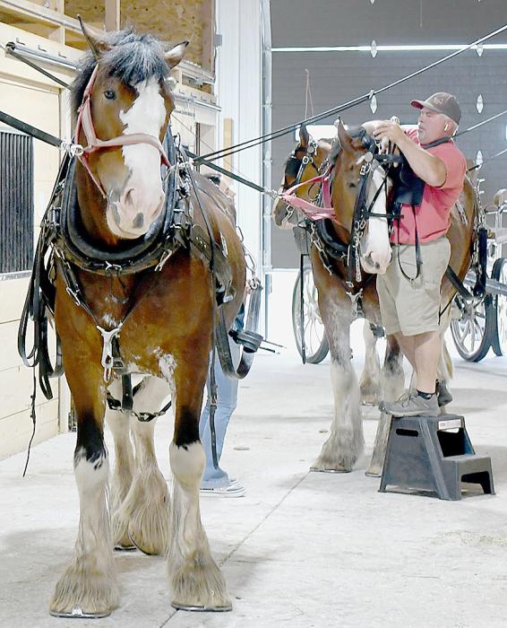 Ainsworth, Beddows, and Clydesdales: The ABC’s of Award-Winning Hitch Driving